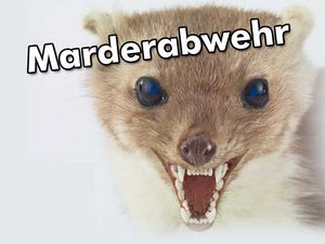 Mit ROSIER den Marder aus Ihrem Fahrzeug vertreiben.